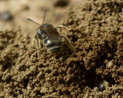 Lasioglossum sp.